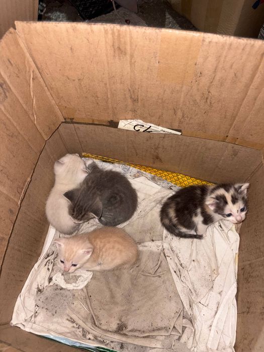 котята в хорошие руки