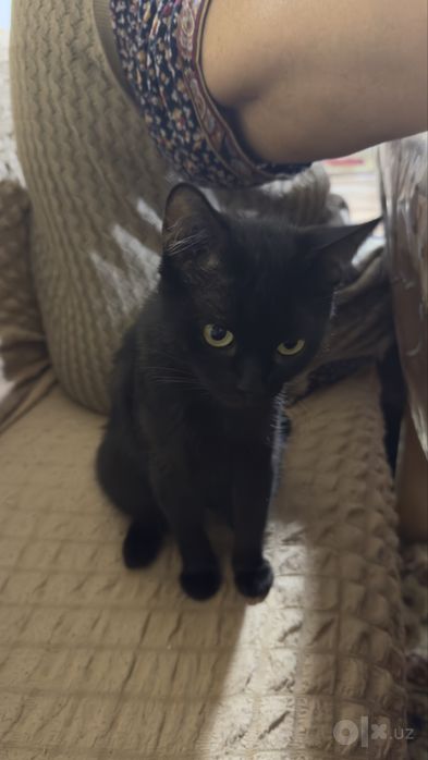 Кошка отдам даром