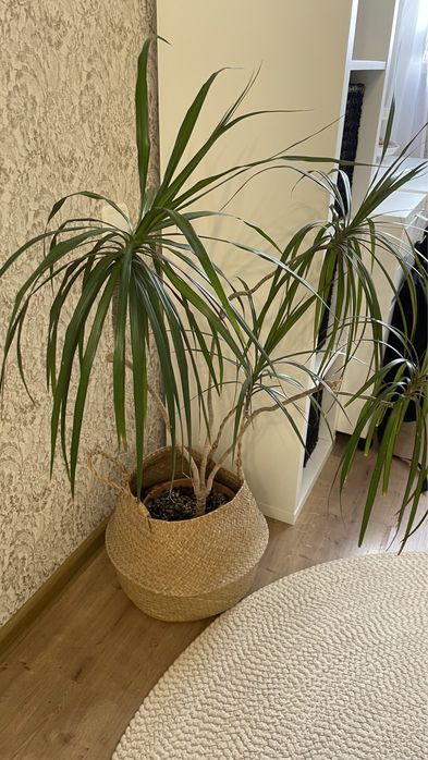 Большой цветок Драцена