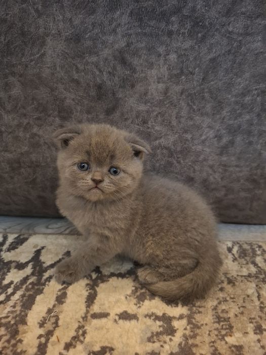 Британские котята