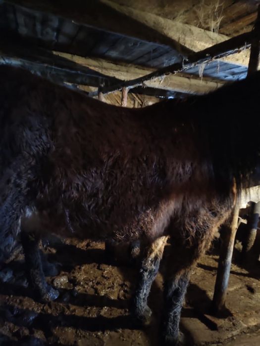 Айгыр бука қой сатылады