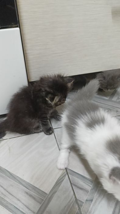 Отдам котят бесплатно.