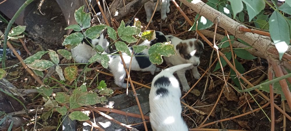 Отдам в добрые и хорошие руки