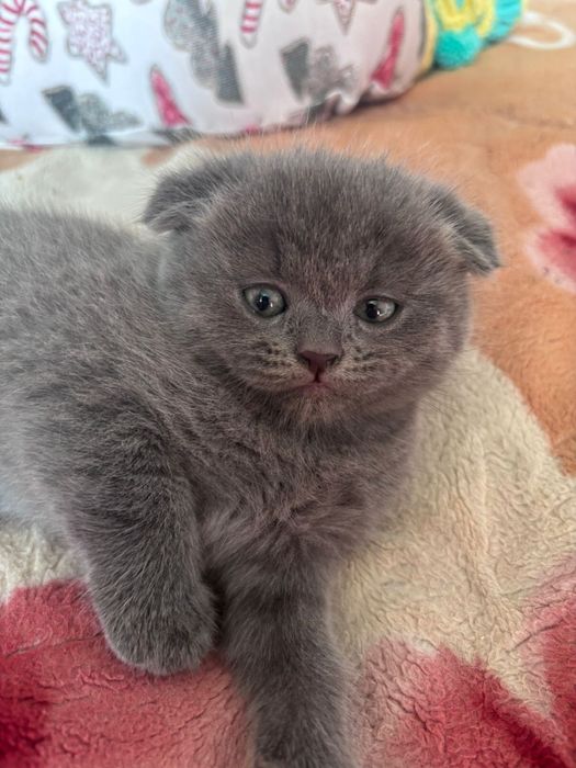 Шотландский котенок