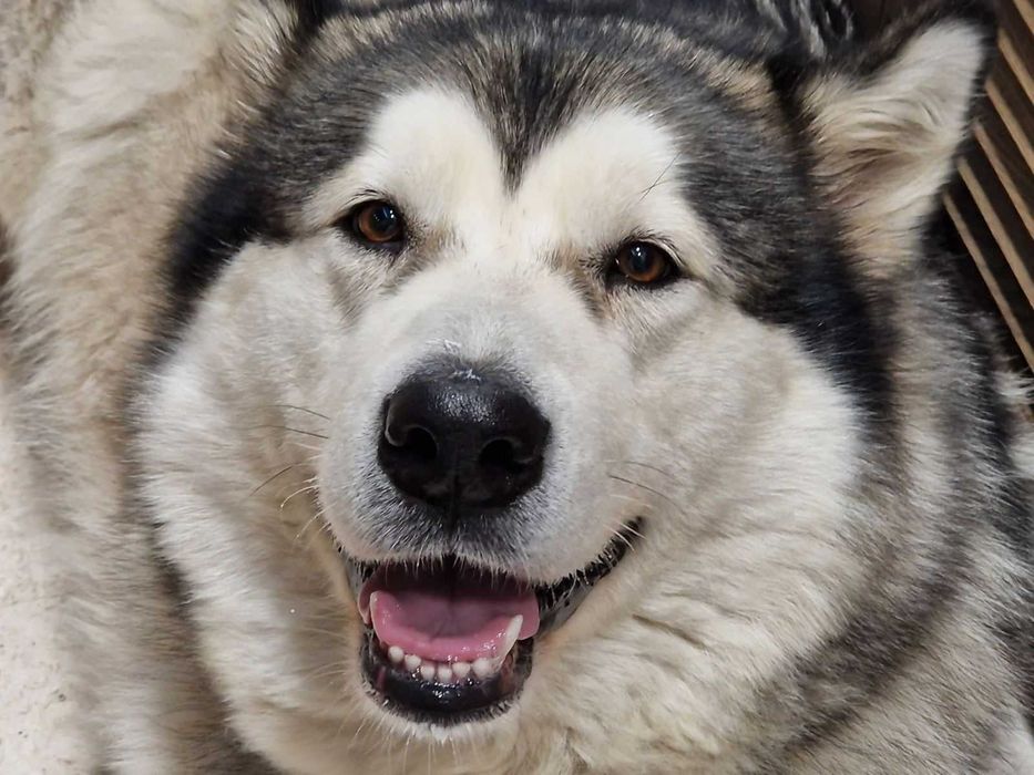 Мъжко кученце Аляски маламут