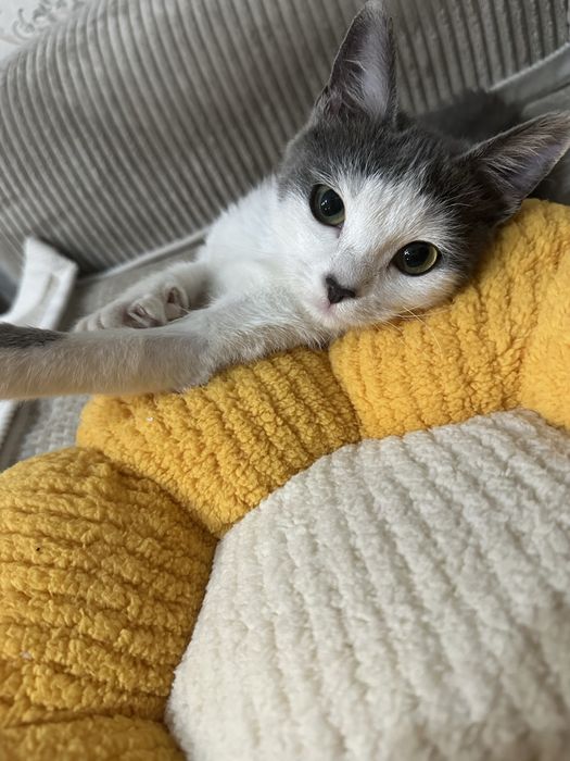 Котенок ищет дом