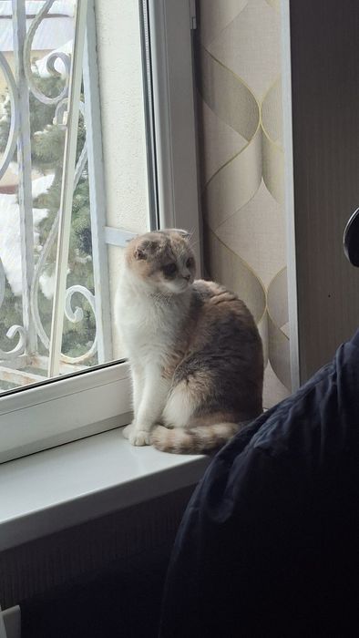 Вязка учун мушук киз мушук сотилади пародистый