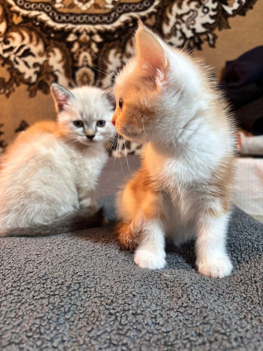 Отдам котят в хорошие руки