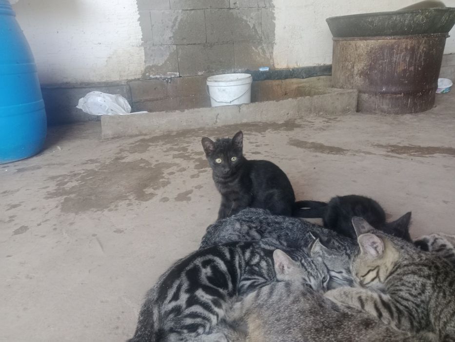 Продаём котят 5 месяцев им