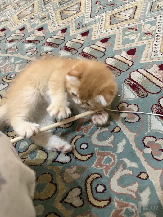 продаю котенок британский шиншилла
