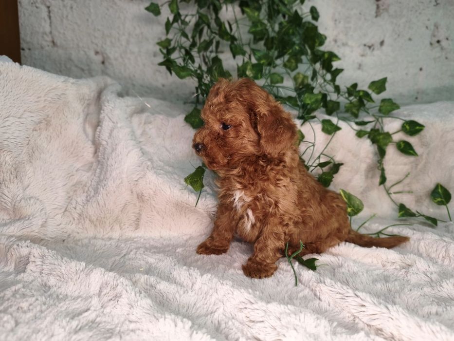 Vand baietel Pudel rosu toy/mini