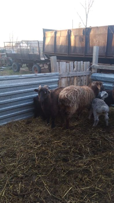 Қой қозы,ешкі лақ.