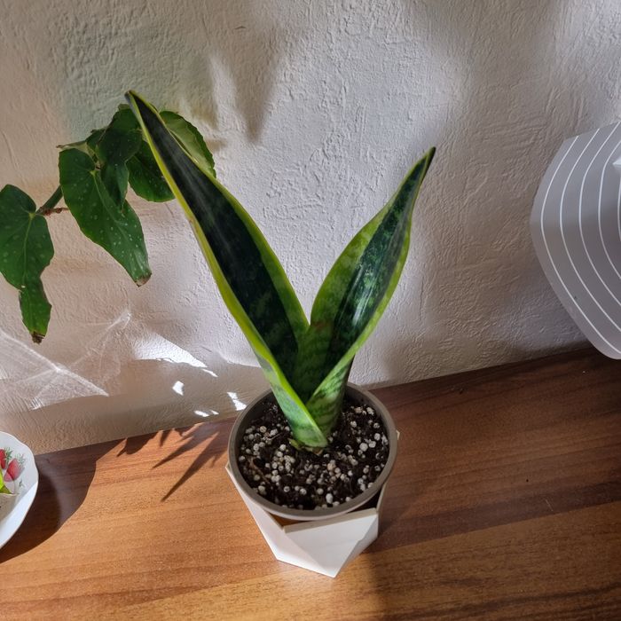 Фикус Панда и другие цветы