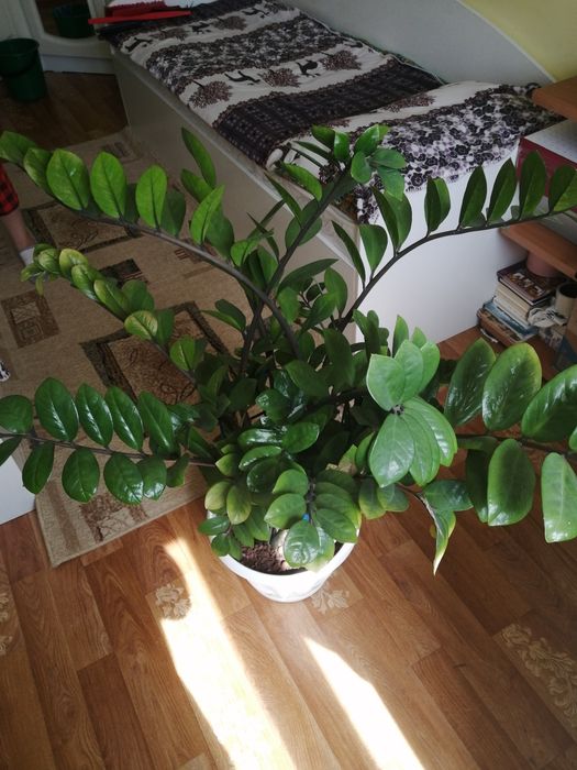 Доллоровое дерево