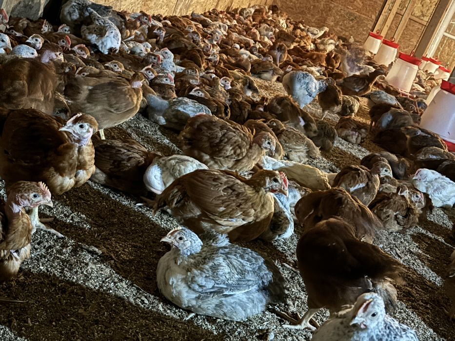 pui de carne ,rasa mixta