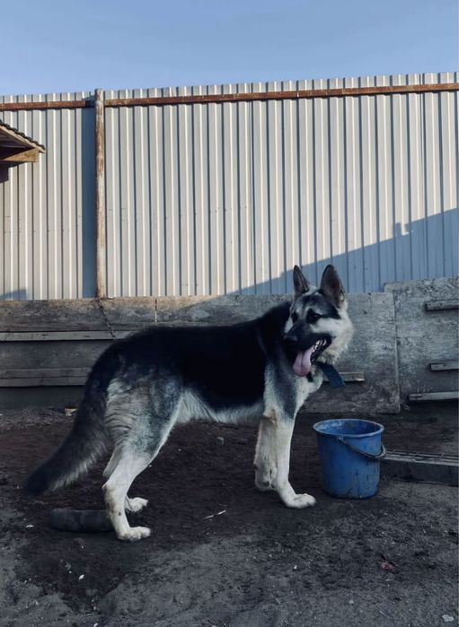 Европиский овчарка чискровь