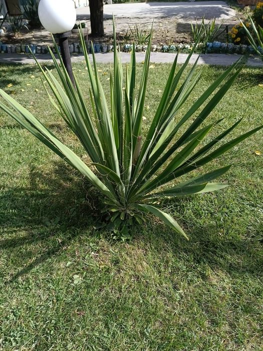 Продаются цветы Юки.