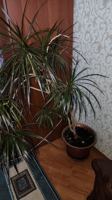 Продам комнатное растение