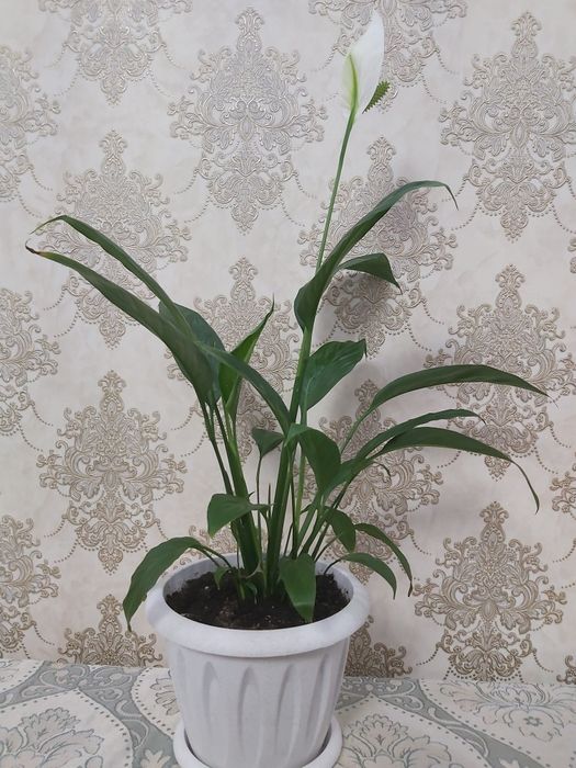 Продам цветы женское счастье.