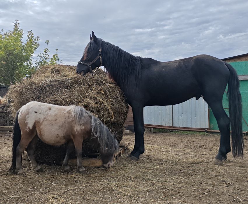 Продам пони аппалуза