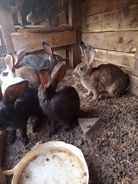 Зайци продавачът се