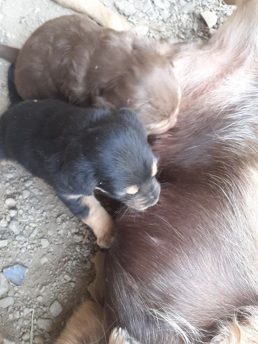 Donez pisoi si catei