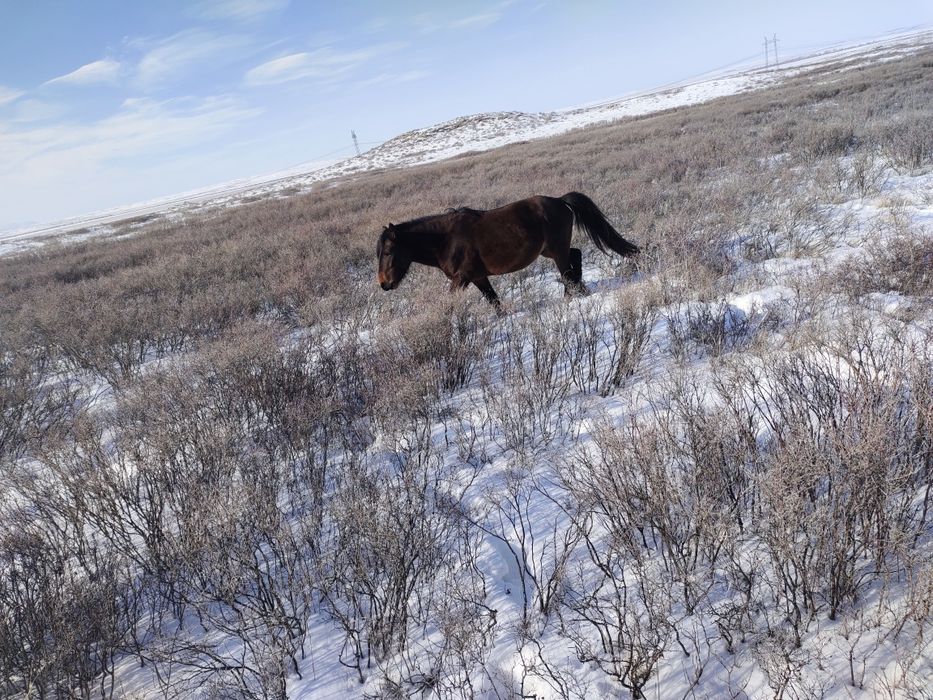 Айгыр мугалжар  жассы 4-5