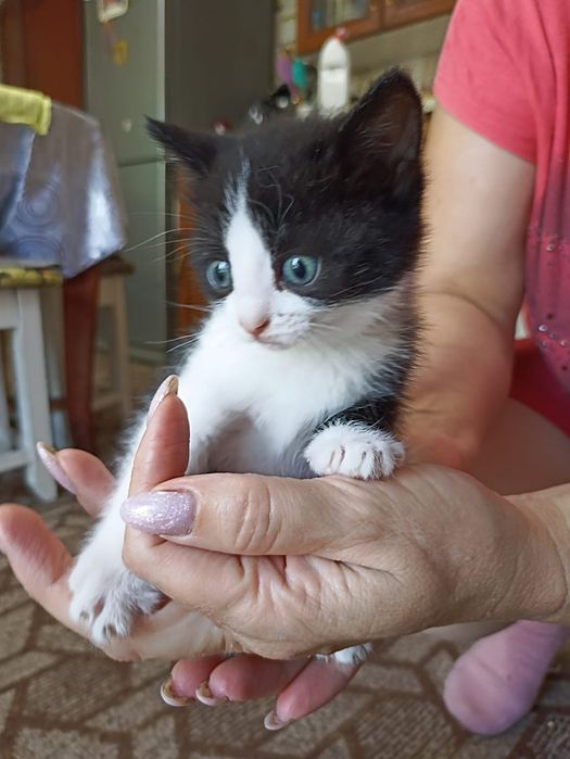 Отдаю котят в добрые руки.