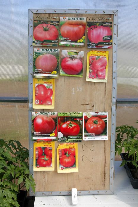 Разсад Домати - Червени Розови - София , с. Бусманци - само на място !
