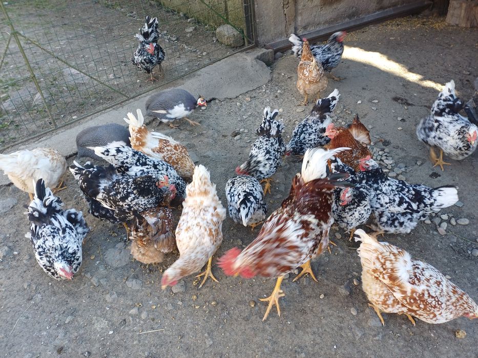 Vând ouă pita pinta austriana