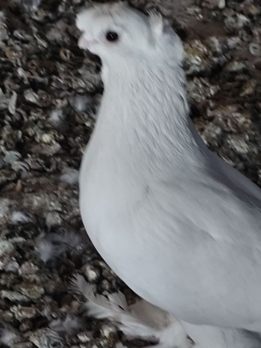 Голуби продам самцы