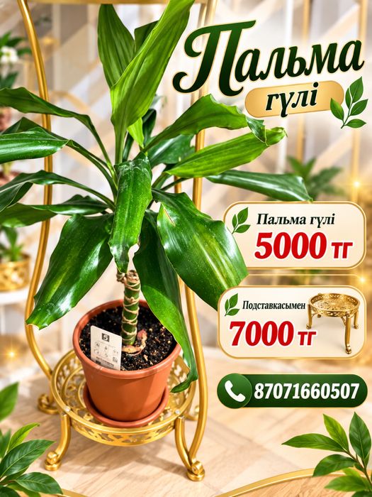 Продается комнатные растения