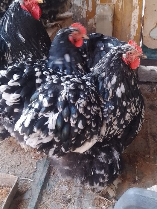 Mramr tovuq tuxumlari sotiladi