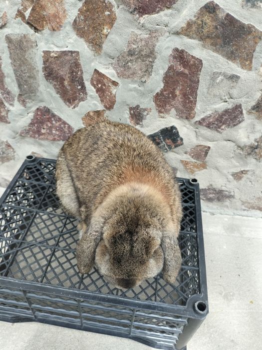 Karlik baran quyoni sotiladi