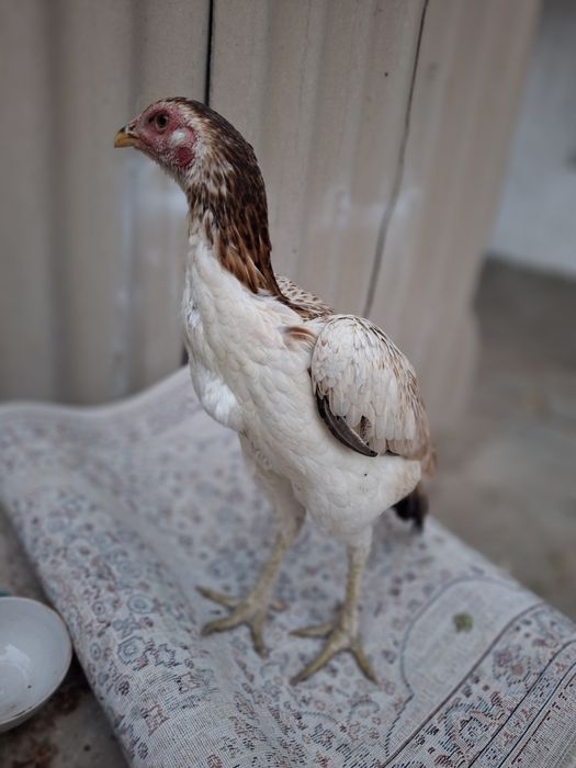 Дакан сатылады жақсы заттар срочна срочно