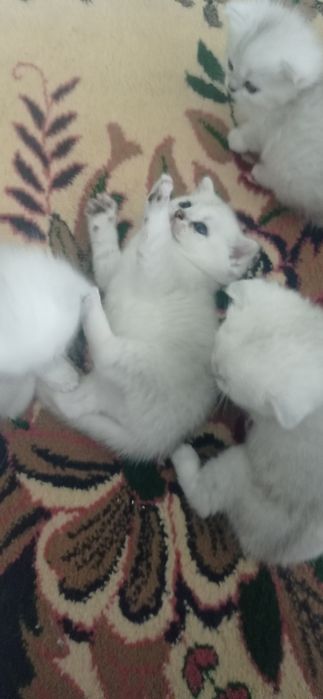 Котята британец шиншила