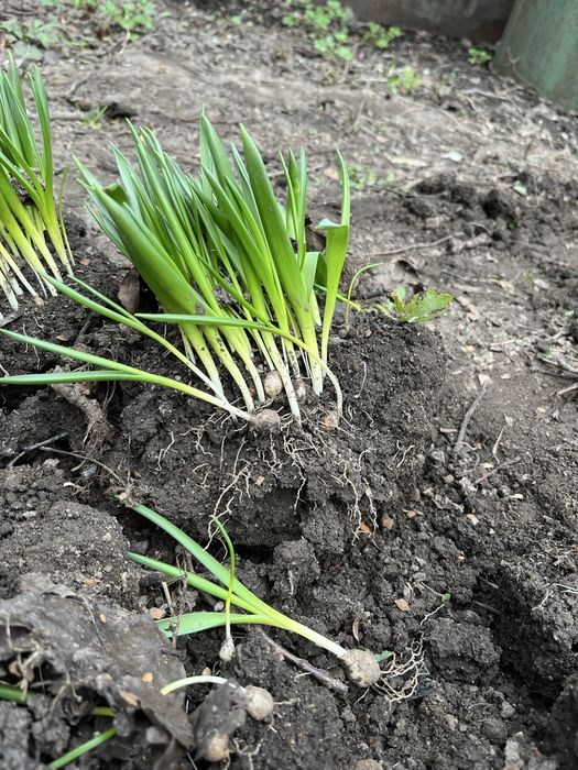 Мускари многолетние