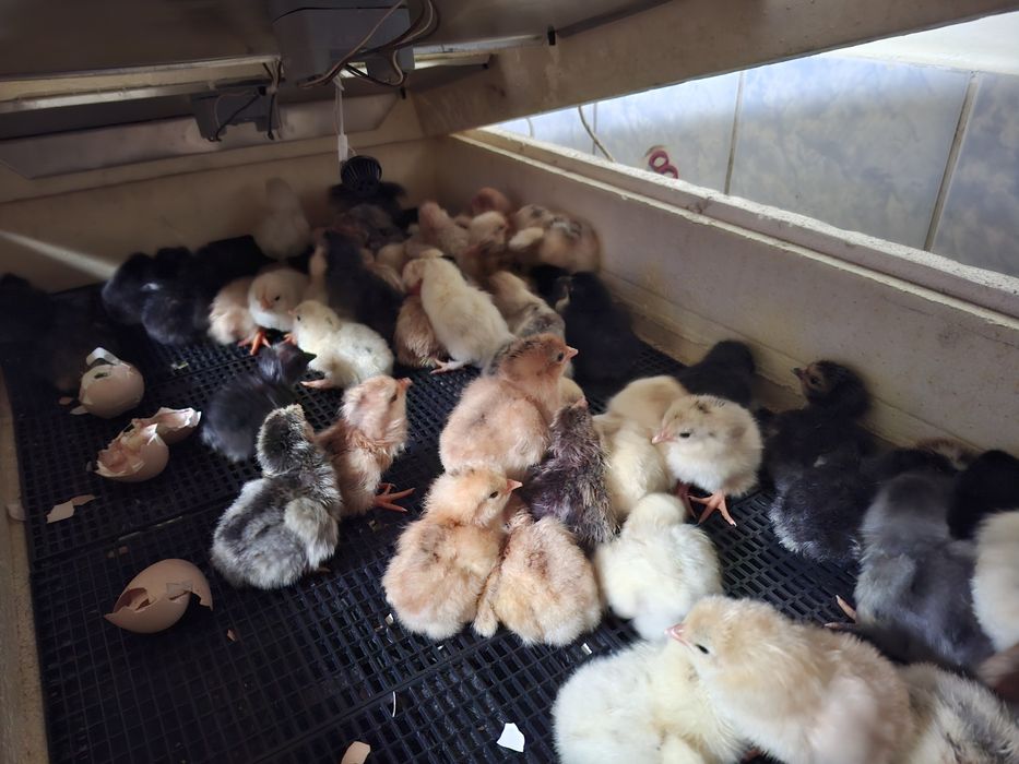 Суточные  домашние циплята