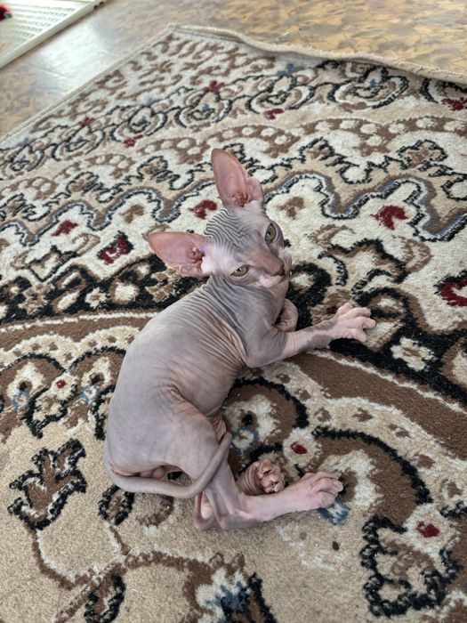 Продается сфинкс