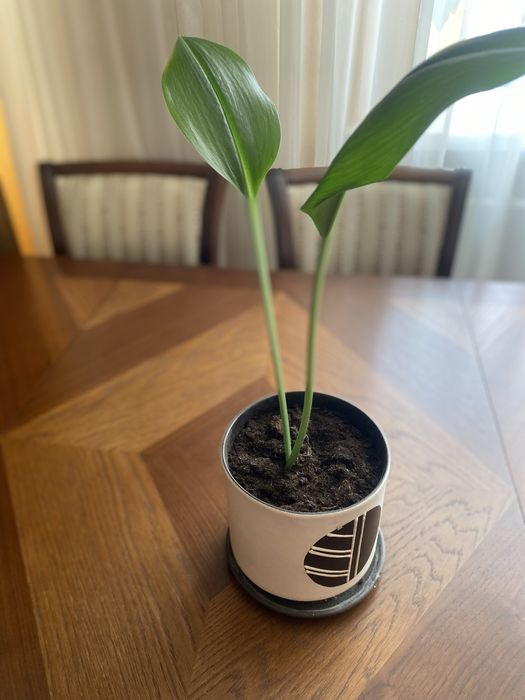 самые красивые комнатные цветы