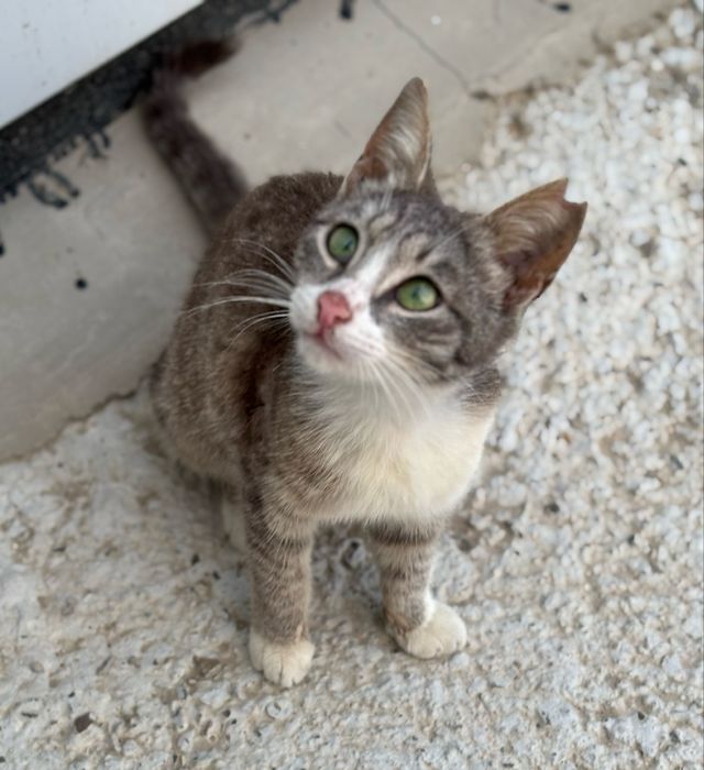 Кошечка ищет дом