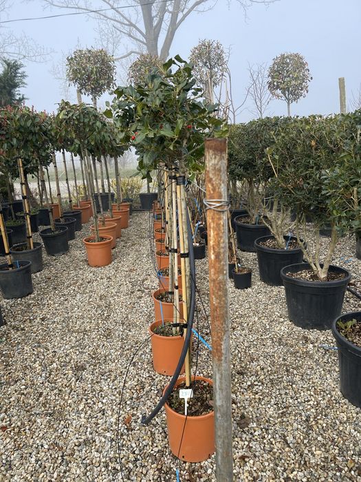 Plante ornamentale Diferite forme