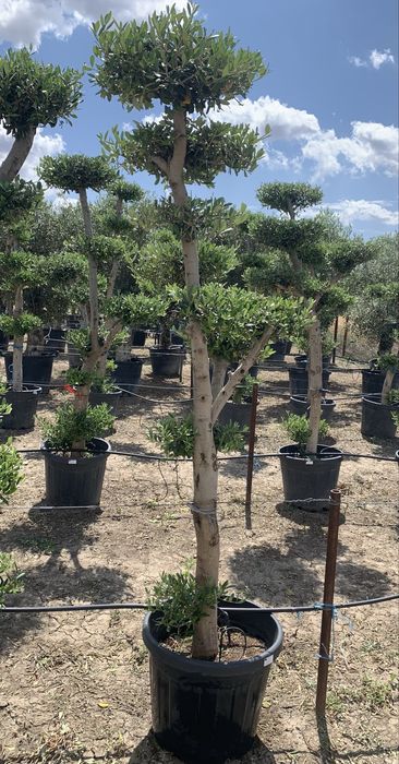 Maslin Bonsai in ghiveci