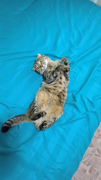 Отдам даром вислоухою кошечку