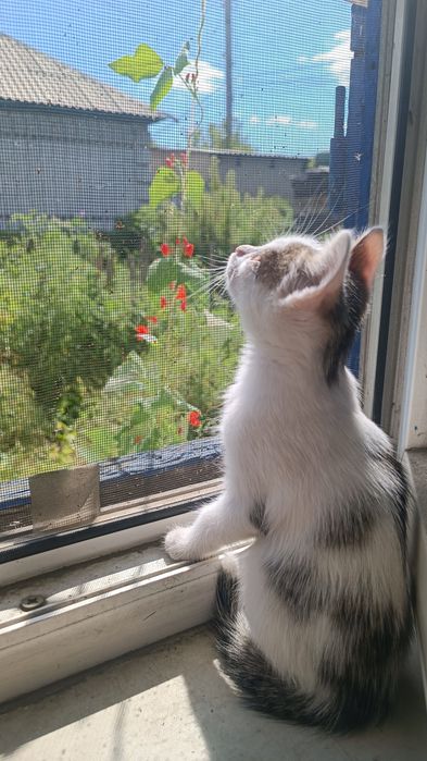 Отдам котят в хорошие руки