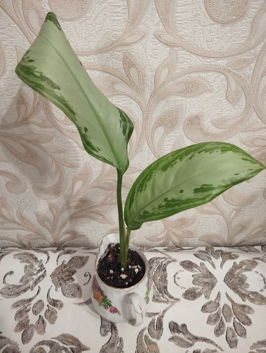 Аглаонему продам  не дорого