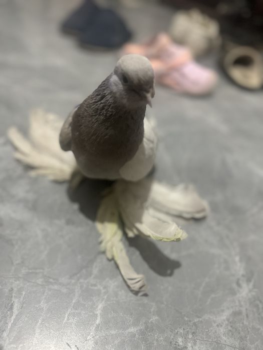 Продам голубь 15000 срочно!