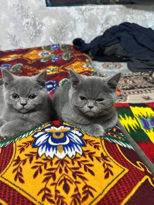 Mushuk sotiladi zoti toza