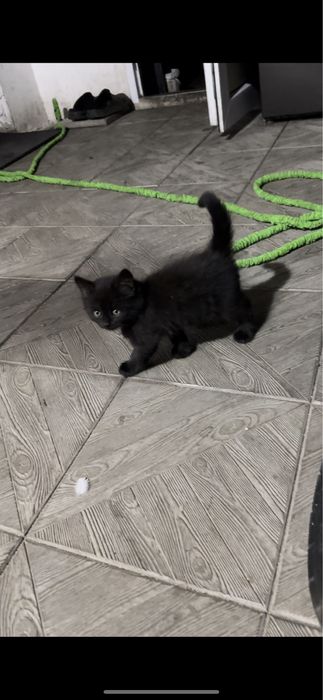 Котенок черный пушок