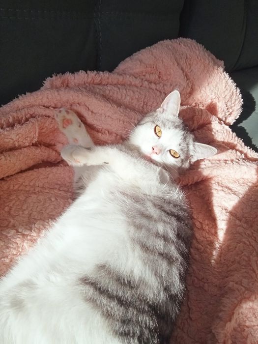 Кошка  около аосьми месяуев